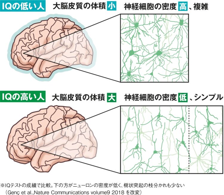 の 人 が 特徴 低い iq