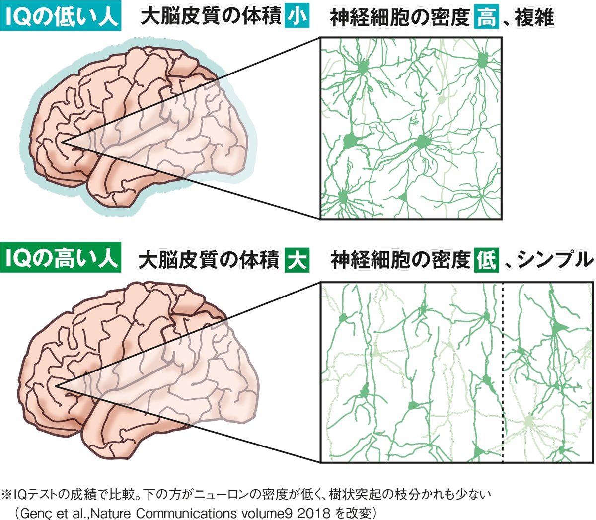 IQが高い人の「脳の神経回路」、神経突起の密度が低くシンプルな構造|NEWSポストセブン Part 2 IQが高い人の「脳の神経回路」、神経突起の密度が低くシンプルな構造|NEWSポストセブン Part 2