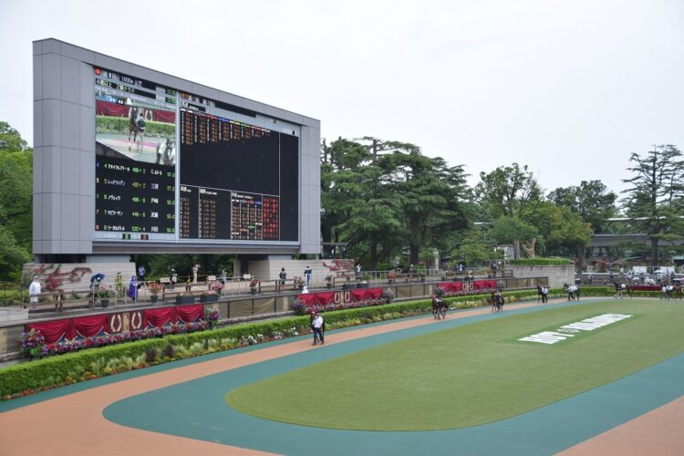 東京競馬場のパドック