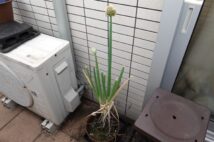 自粛生活で始めた家庭菜園 忘れて放置していたら「ねぎぼうず」出現