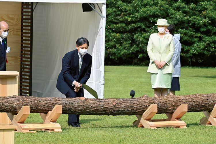 約12mのクロマツの木に、のこぎりの刃を入れられる天皇陛下。このクロマツは1971年に同地で開かれた植樹祭で、昭和天皇が苗木を植えられたもの（撮影／JMPA）