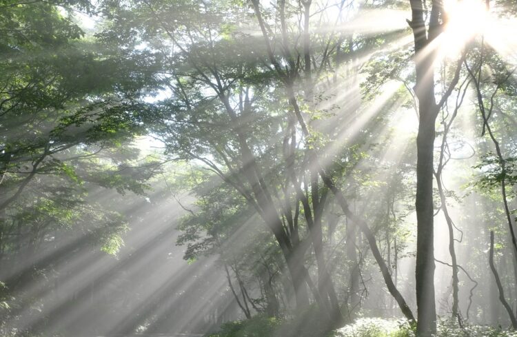 上空に雲がないときに発生する「朝霧」（写真／武田康男提供）