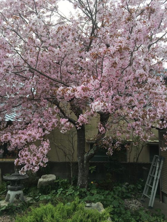 故郷・滋賀県の実家にある桜の木の下に遺骨の一部が眠っている