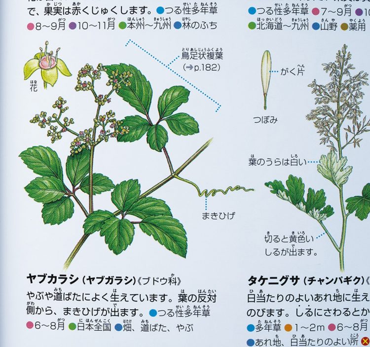 『小学館の図鑑NEO ［新版］植物』（2018年刊）のヤブカラシ