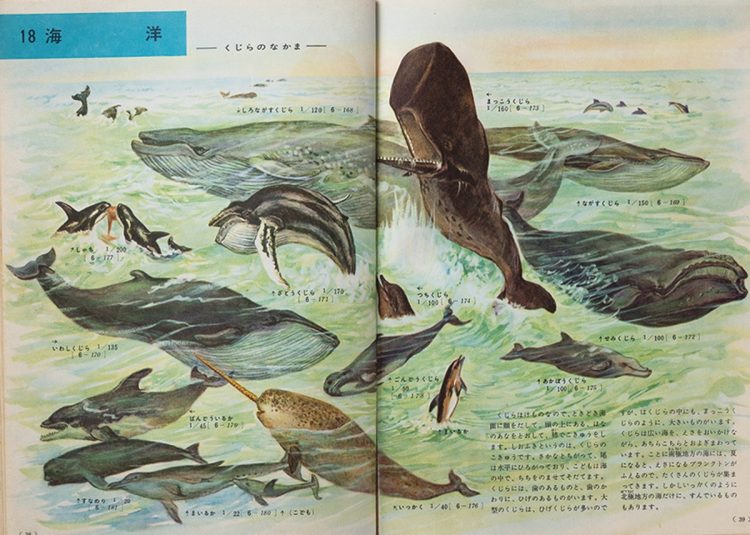 『小学館の学習図鑑シリーズ 動物の図鑑』（1958年刊）。クジラのなかまを集めた海洋の画