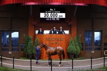 ディープインパクト産駒のゴーマギーゴーの2020（写真：Japan Racing Horse Association）