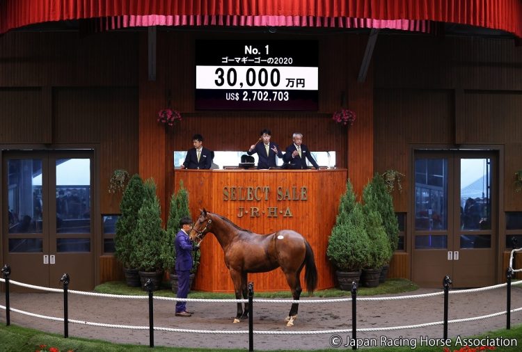 ディープインパクト産駒のゴーマギーゴーの2020（写真：Japan Racing Horse Association）