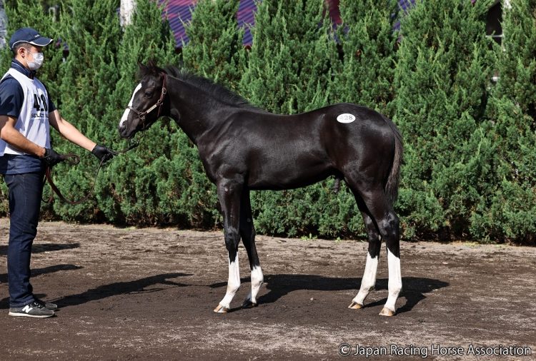 キズナ産駒のセルキスの2021（写真：Japan Racing Horse Association）