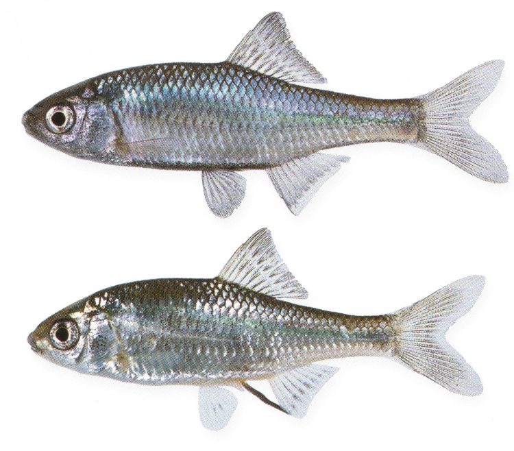 『小学館の図鑑NEO ［新版］魚』（2015年刊）に掲載されている松沢さんの標本写真、タナゴ