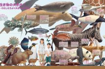 秋田犬は韓国の珍島犬から 英人祖先が韓国説を信じる人少数 Newsポストセブン 秋田犬は韓国の珍島犬から 英人祖先が韓国説を信じる人少数 Newsポストセブン