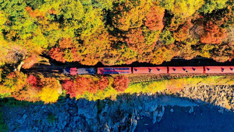 嵯峨野トロッコ列車（写真／嵯峨野観光鉄道）