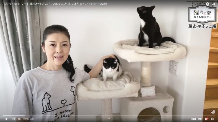 『猫ねこ部公式ちゃんねる』（YouTubeより）