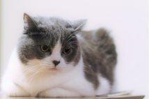 「猫の腎臓病の治療薬研究」が注目を集めている（写真はイメージ）