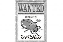 パスタや素麺、乾物類に発生する害虫　容器に入れても「1mm」の隙間で侵入