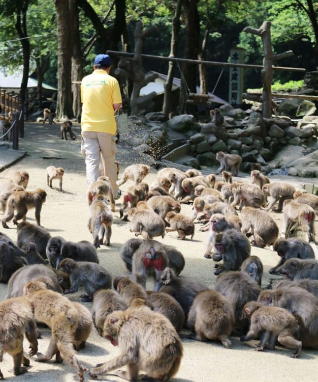 同園の餌場の様子。ヤケイはあまり姿を現さない