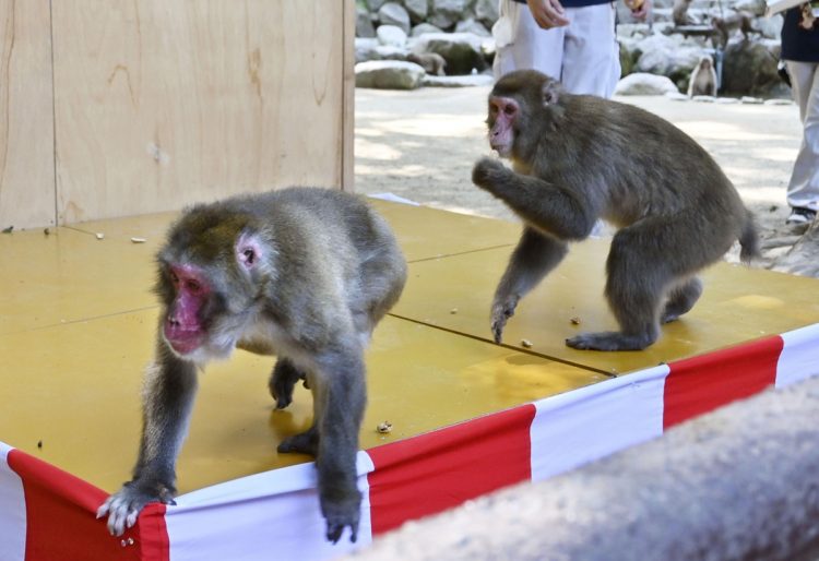 ヤケイが餌場に現れ、慌てて逃げるナンチュウ（共同通信社）