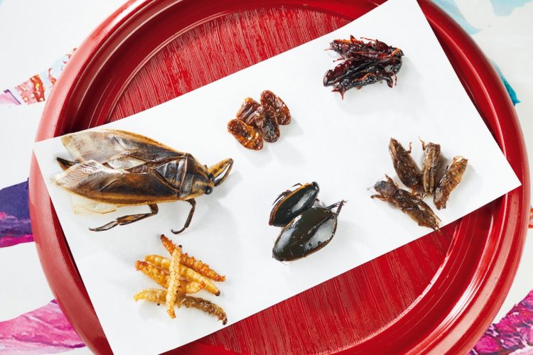 六種の昆虫食べ比べセット（「米とサーカス 渋谷PARCO店」。撮影／中庭愉生）