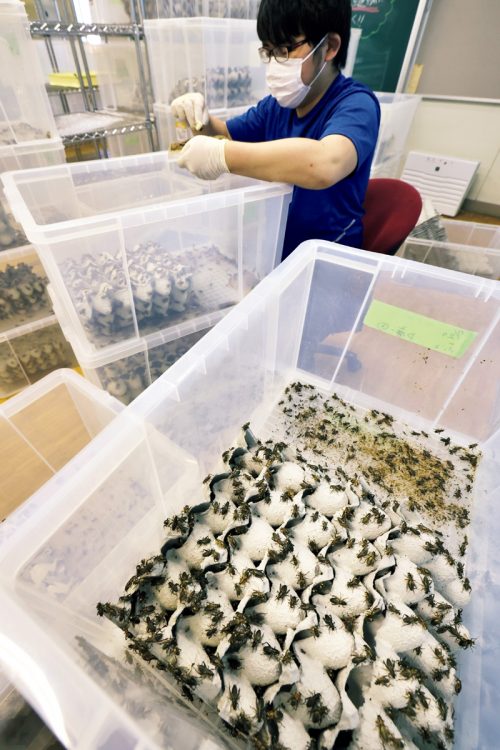 写真 日本最大の食用コオロギ生産拠点を訪問 食味向上の研究続行中 Newsポストセブン Part 2