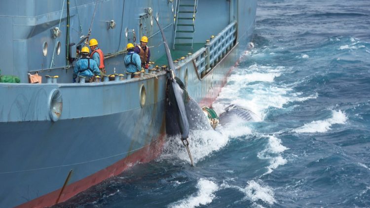 捕獲したクジラを脇に抱えるようにして、捕鯨母船・日新丸のもとに向かう第三勇新丸。「何よりも乗組員の輪が大切」（阿部氏）。2019年撮影（撮影／吉村清和）