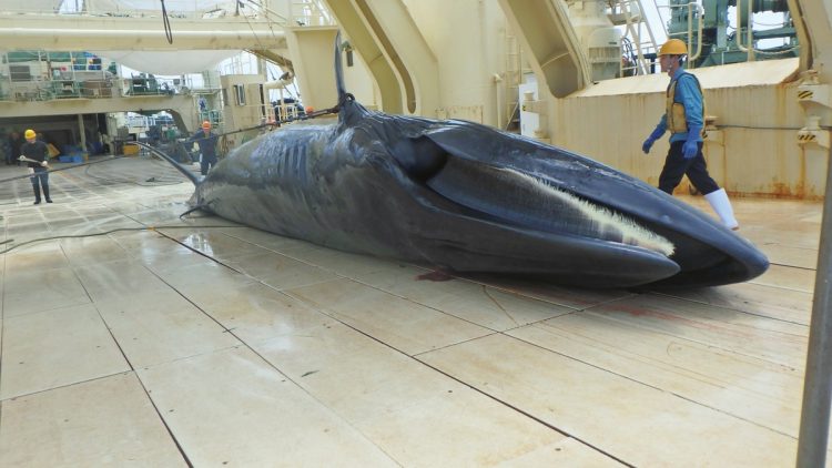 ニタリクジラは14m、20tにもなる