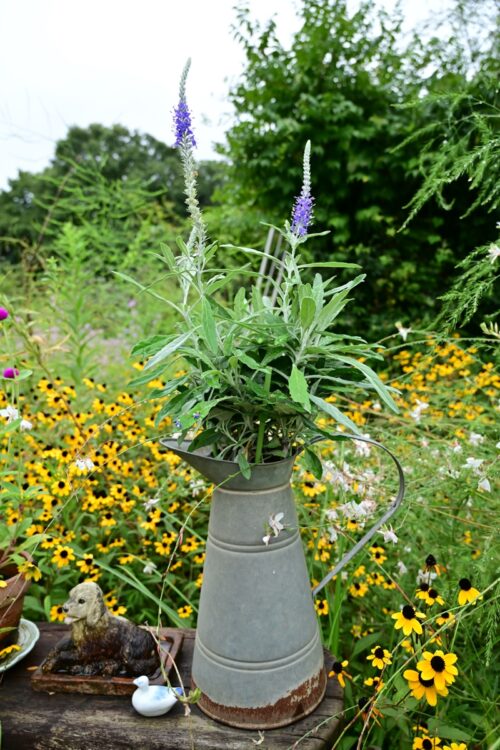 秋にはケイトウの花も見ることができる