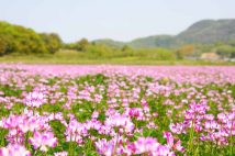 使わなくなった畑や田んぼ、どうしよう! 農地の相続などで困ったときの新しい選択肢