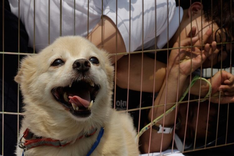 韓国では犬肉食のために劣悪な環境で飼育されることも（写真／Getty Images）
