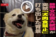 【動画】韓国・文在寅大統領が突然「犬肉食禁止」打ち出した背景