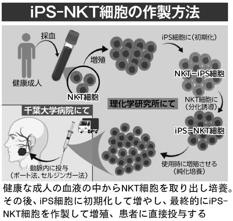 iPS-NKT細胞の作製方法