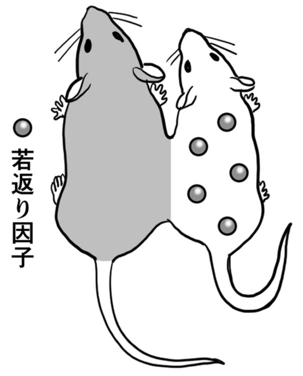 マウスの「並体結合実験」では、血液を通じて若いマウスから老いたマウスが「若返り因子」を受け取ったと予想される（イラスト／飛鳥幸子）