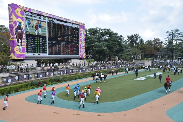 東京競馬場のパドック