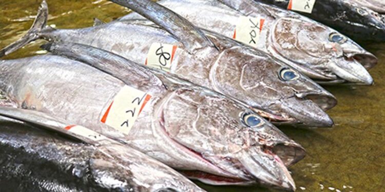 専門家が選ぶ 健康長寿に役立つ魚 さば さんま 鮭など Newsポストセブン Part 3