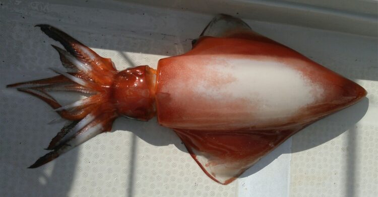 いかもさまざまないい影響を与える