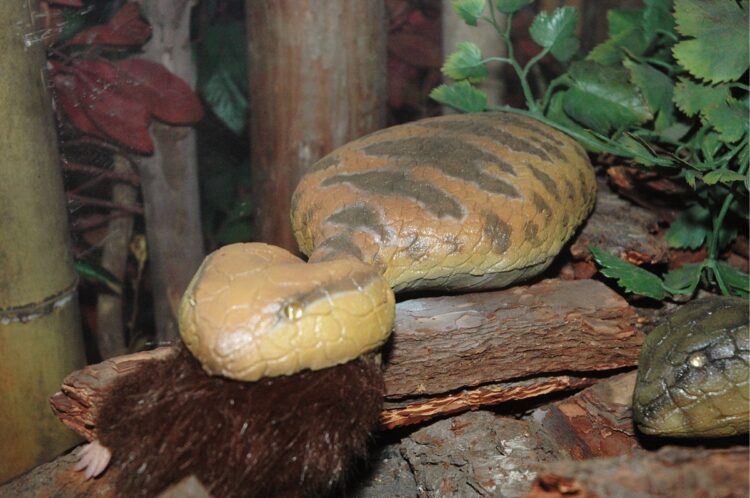 「つちのこ館」に展示されたツチノコの模型（写真／共同通信社）