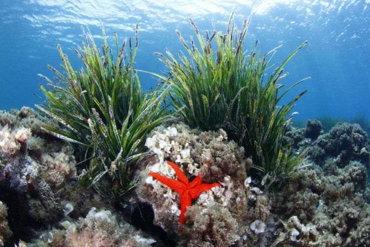 「海のゆりかご」と呼ばれるアマモ（写真／ゲッティイメージズ）