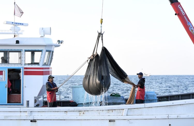 JF大阪府鰮巾着網は、大阪府全体の漁獲量の6割以上を誇る