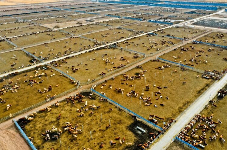 甘粛省にある肉用牛飼育地域（イメージ、CFoto/時事通信フォト）