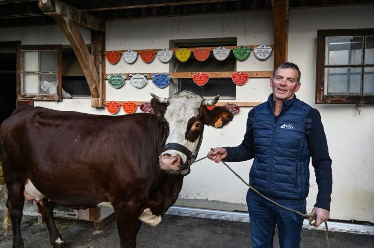 2022年2月26日から始まる第58回パリ国際農業畜産総合見本市のマスコット、牛のネージュ（AFP＝時事）