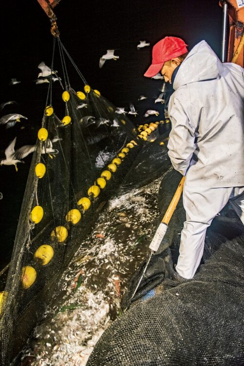 魚を次々と水揚げする漁師