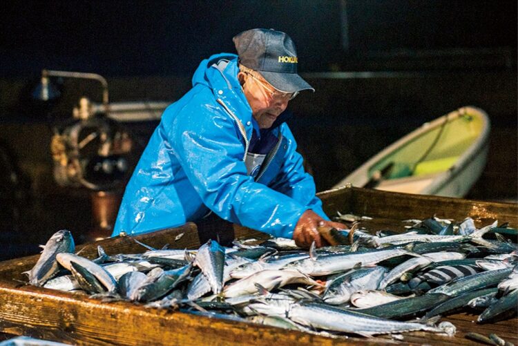 魚の仕分けを行う