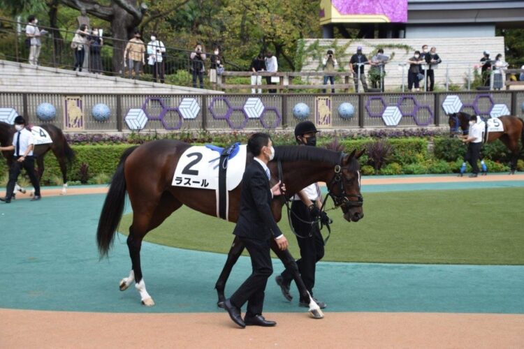 ラスールは藤沢厩舎の所属でルメール騎手が騎乗予定