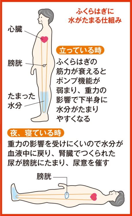 ふくらはぎに水がたまる仕組み