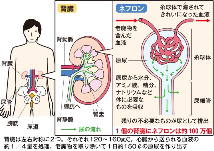腎臓は左右対称に2つあり、心臓からの血液を処理し、老廃物を取り除いて原尿を作り出す