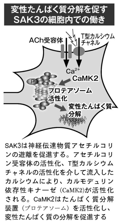 変性たんぱく質分解を促すSAK3の細胞内での働き