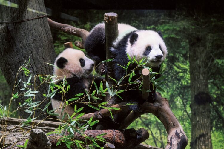 （写真／東京動物園協会提供）