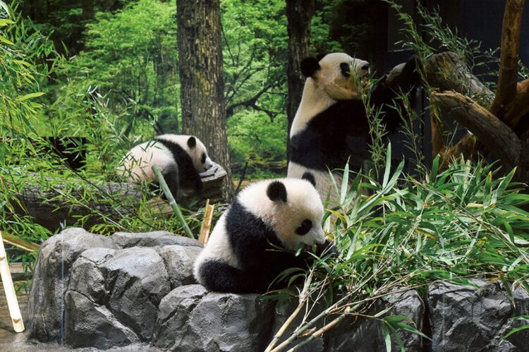 母・シンシンとの3ショットも（写真／東京動物園協会提供）