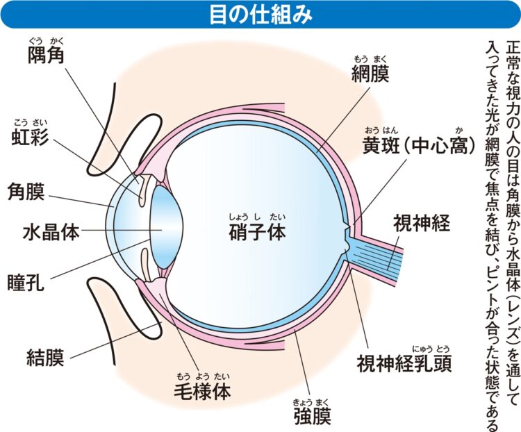 目の仕組み