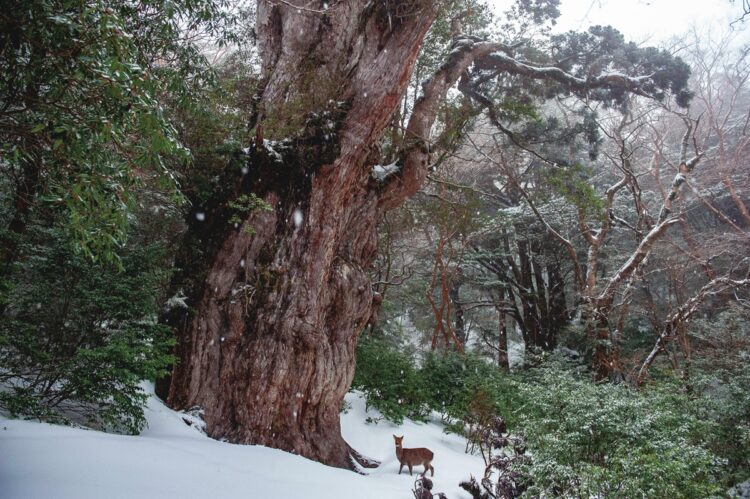 鹿児島県・屋久島（撮影／大沢成二）