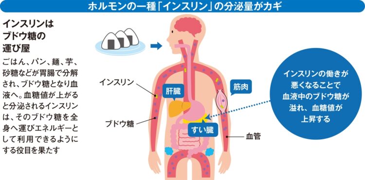 ホルモンの一種「インスリン」の分泌量がカギ