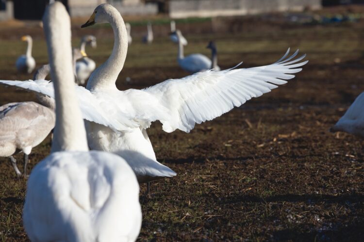 白鳥たち